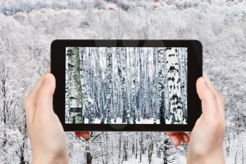 season concept - tourist photographs frozen birch forest in winter day on tablet pc