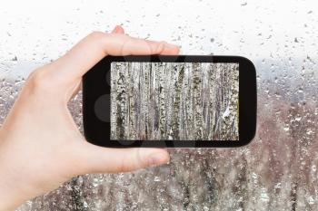 season concept - tourist photographs birch tree trunks in rainy autumn day on smartphone