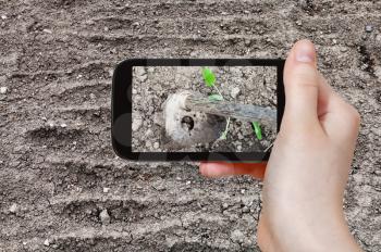 gardening concept - farmer photographs the loosening of garden ground by hoe in spring on tablet pc