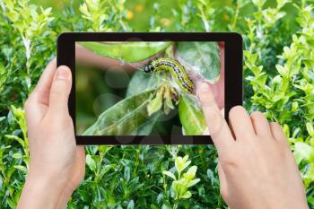 gardening concept - farmer photographs larva of insect pest (Cydalima perspectalis, box tree moth) in boxwood leaves in garden on tablet pc