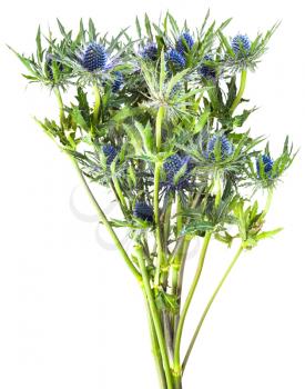 bouquet from fresh blue Thistle blossoms (eryngium) isolated on white background
