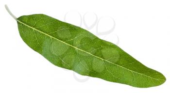 green leaf of Elaeagnus angustifolia ( silverberry, oleaster, elaeagnus) isolated on white background