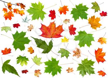 set of summer green and autumn pied maple leaves isolated on white background