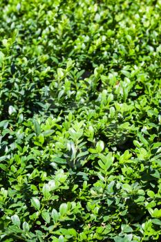natural background - green leaves of boxwood in sunny summer day