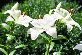 few white flowers of Lilium candidum (Madonna Lily) in green garden in sunmmer day