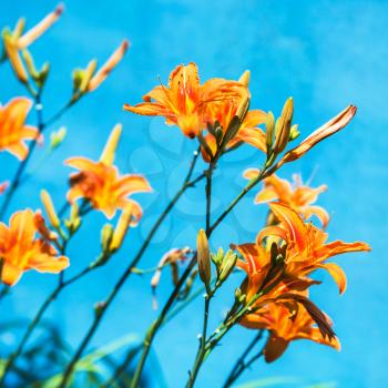 bush with fresh flowers of orange lily with blue background outdoors