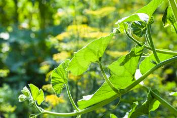 green leaves of pumpkin plant on twig in vegetable garden in sunny summer day