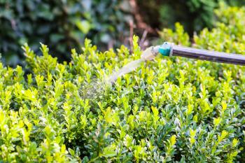 processing of boxwood bushes by pesticide in garden in summer evening