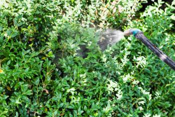spraying insecticide on boxwood bushes in garden in summer day