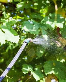 spraying of vine leaves by pesticide in summer day