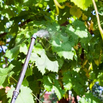 treatment of vineyard by insecticide in summer day