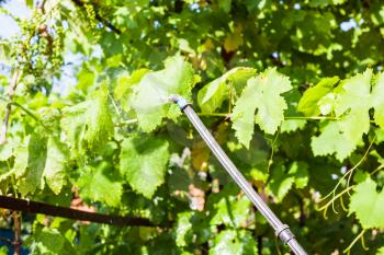 spraying of grape leaves by pesticide at backyard in summer day