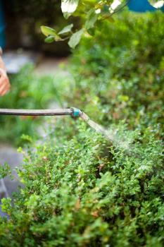 farmer spraying pesticide against pests in garden in summer evening