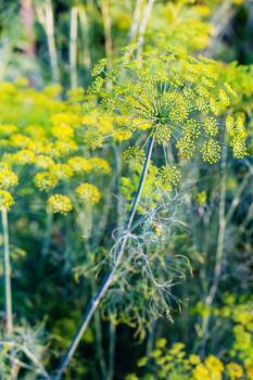 yellow blossoms of dill herb in vegetable garden