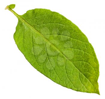 green leaf of potato plant isolated on white background