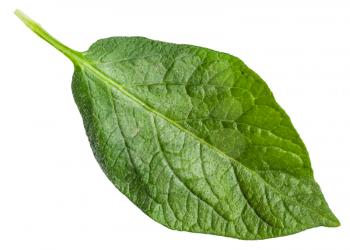 fresh green leaf of potato plant isolated on white background