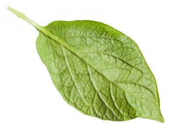 back side of green leaf of potato plant isolated on white background