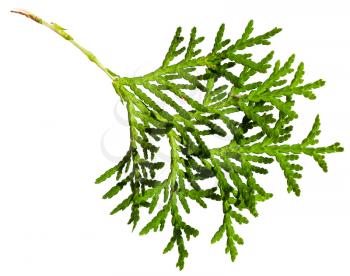 green twig of thuja orientalis plant isolated on white background