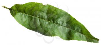 green leaf of Peach tree (Prunus persica) isolated on white background
