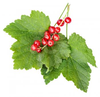 berries and green leaves of red currant (Ribes rubrum) plant isolated on white background