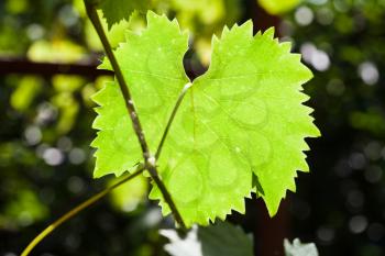 green leaf of grape illuminated by sun in green vineyard in sunny day