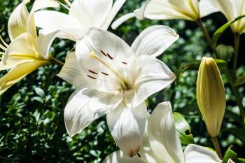 white flowers of Lilium candidum (Madonna Lily) close up in green garden in sunmmer day