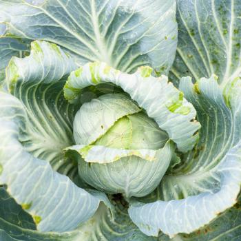 top view of head of white cabbage in garden after rain