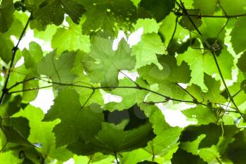 natural background - Wet green grape foliage of vineyard in rain