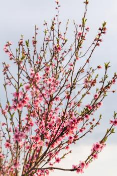 pink blossoms of peach tree in spring cloudy evening