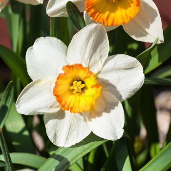 bloom of Narcissus Tazetta cultivar flower close up in spring