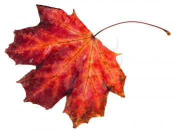 red fallen leaf of maple tree (Acer platanoides, Norway maple) isolated on white background