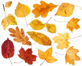 collage from various autumn leaves isolated on white background