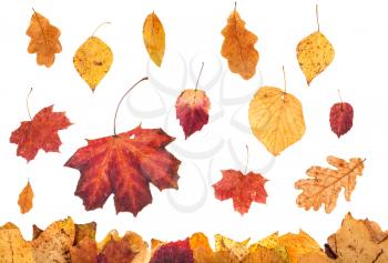 seasonal collage - various autumn leaves falling on leaf litter isolated on white background
