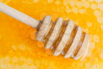 wooden honey stick on surface of fresh honey close up