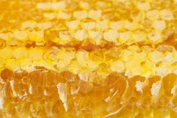 broken fresh honeycomb with honey close up