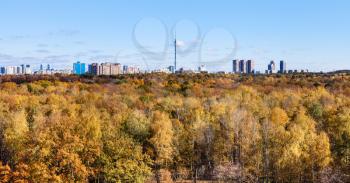 yellow autumn woods and city with tv tower on horizon in sunny day