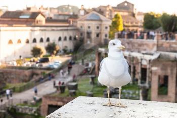 travel to Italy - urban gull and Roman Forums on background in Rome city