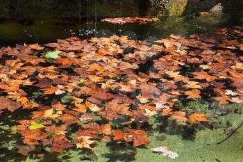travel to Italy - fallen leaves of sycamore tree float on surface of water of fountain in Villa Borghese public gardens in Rome city in autumn