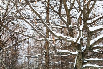 snow covered tree branches in winter forest