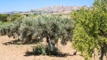 travel to Italy - olive and peach trees and view of Agrigento town from Valley of the Temples in Sicily