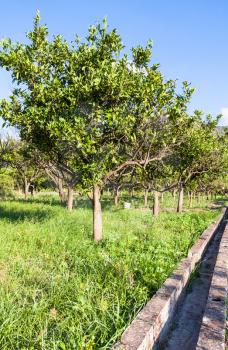 agricultural tourism in Italy - Citrus trees in garden in Sicily in summer day