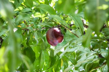 agricultural tourism in Italy - ripe red plum on tree in Sicily in summer