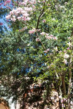 travel to Italy - pink flowers on Magnolia tree in Vicenza city in spring