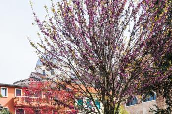 travel to Italy - flowering judas tree in Padua city in spring