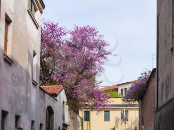 travel to Italy - blossoming judas tree in Padua city in spring