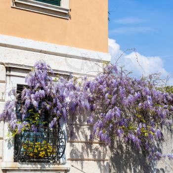 travel to Italy - blossoming wisteria plant on wall of urban house in Verona city in spring