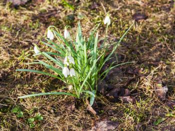 white snowdrop (Galanthus) flowers on wet ground after spring rain