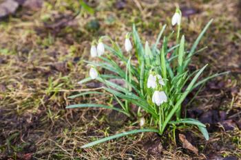 white snowdrop (Galanthus) flowers on wet land after spring rain