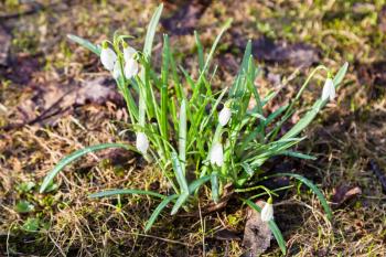 white snowdrop (Galanthus) flowers on wet earth after spring rain
