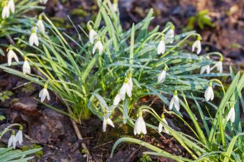 bushes of white snowdrop (Galanthus) flowers on wet earth after spring rain